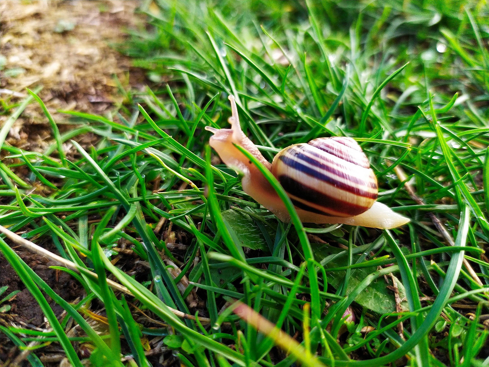 Kookai participe au concours pour gagner de l'argent avec cette photo : escargot, grass, invertebrate, leaf, lymnaeidae, molluscs, organism, plant, plant_stem, schnecken, sea_snail, shell, slug, snail, snails_and_slugs, spring, terrestrial_animal, wildlife