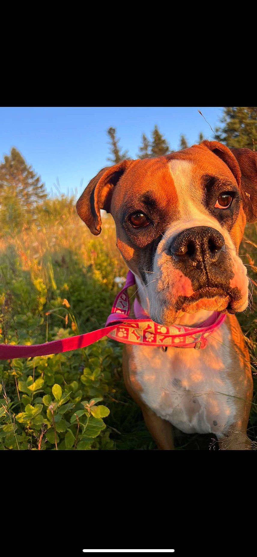 Zoey joined the competition — help win amazing prizes! ball, boxer, canidae, carnivore, collar, companion_dog, dog, dog_breed, dog_collar, fawn, goggles, grass, liver, plant, sky, snout, sunglasses, tree, whiskers, working_animal