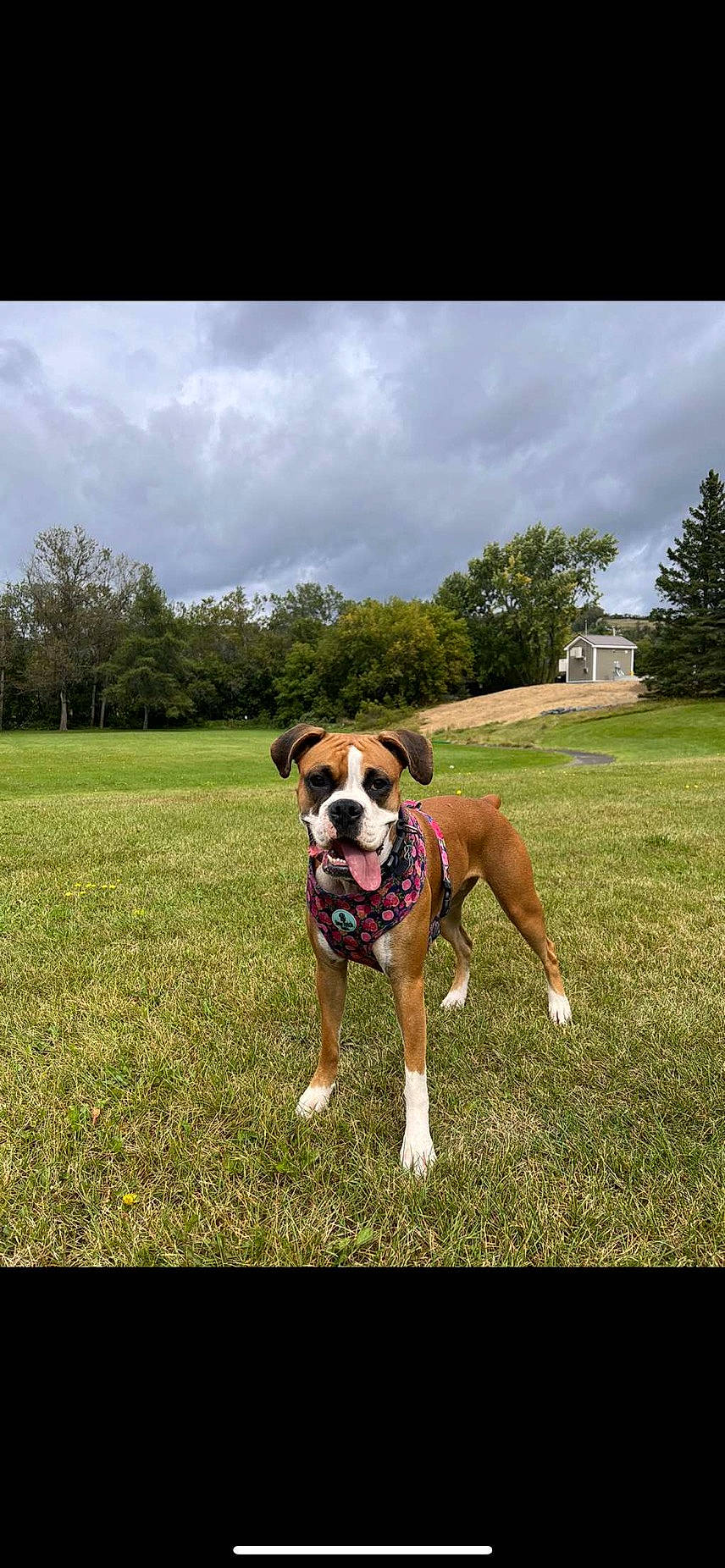 Zoey joined the competition — help win amazing prizes! boxer, canidae, carnivore, cloud, collar, companion_dog, dog, dog_breed, dog_collar, dog_supply, fawn, grass, grassland, landscape, plant, sky, snout, tail, tree, working_animal