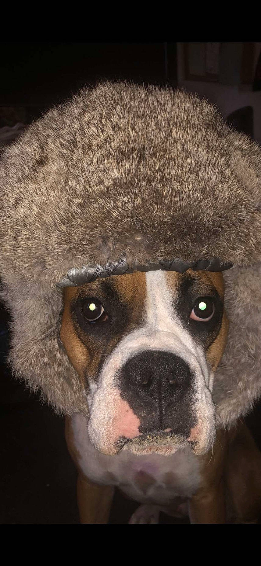 Zoey joined the competition — help win amazing prizes! ancient_dog_breeds, canidae, cap, carnivore, close_up, companion_dog, dog, dog_breed, fawn, fur, liver, non_sporting_group, puppy, snout, sporting_group, terrestrial_animal, whiskers, working_animal