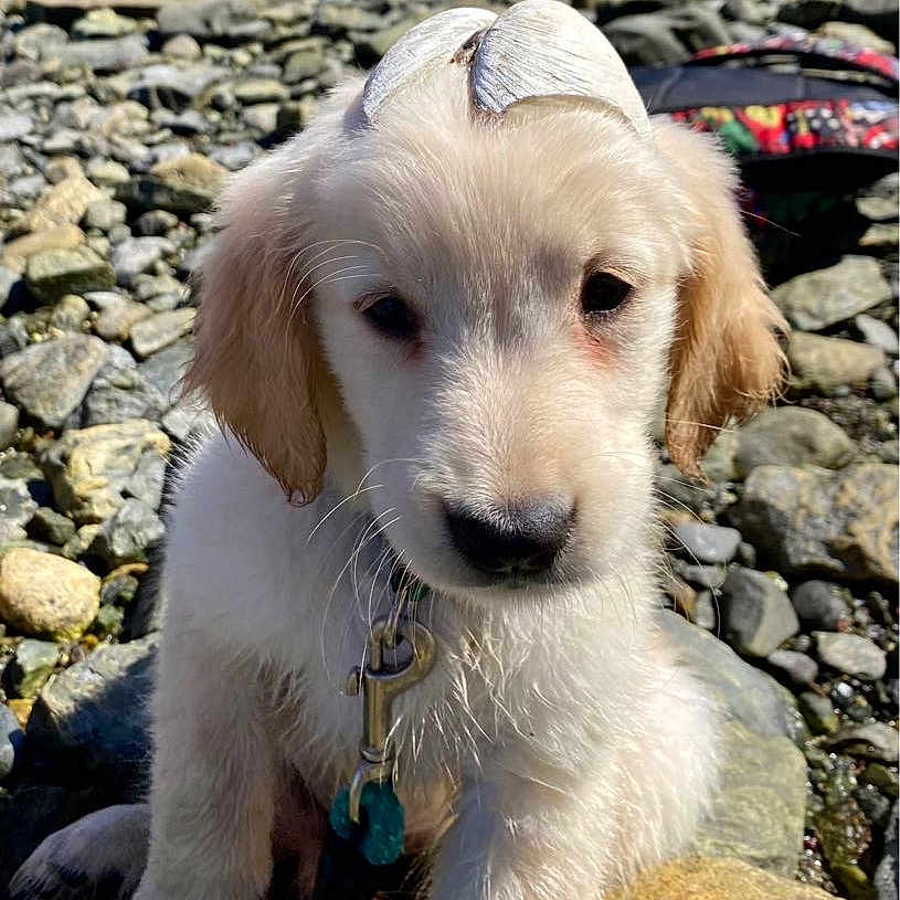 Berkeley is registered to the contest to win money with this photo: animal, ball, canine, cockerspaniel, dog, goldenretriever, hound, leash, nature, outdoors, pebble, pet, puppy, rock, slate, sport, tennis, tennisball, whitedog, wilderness