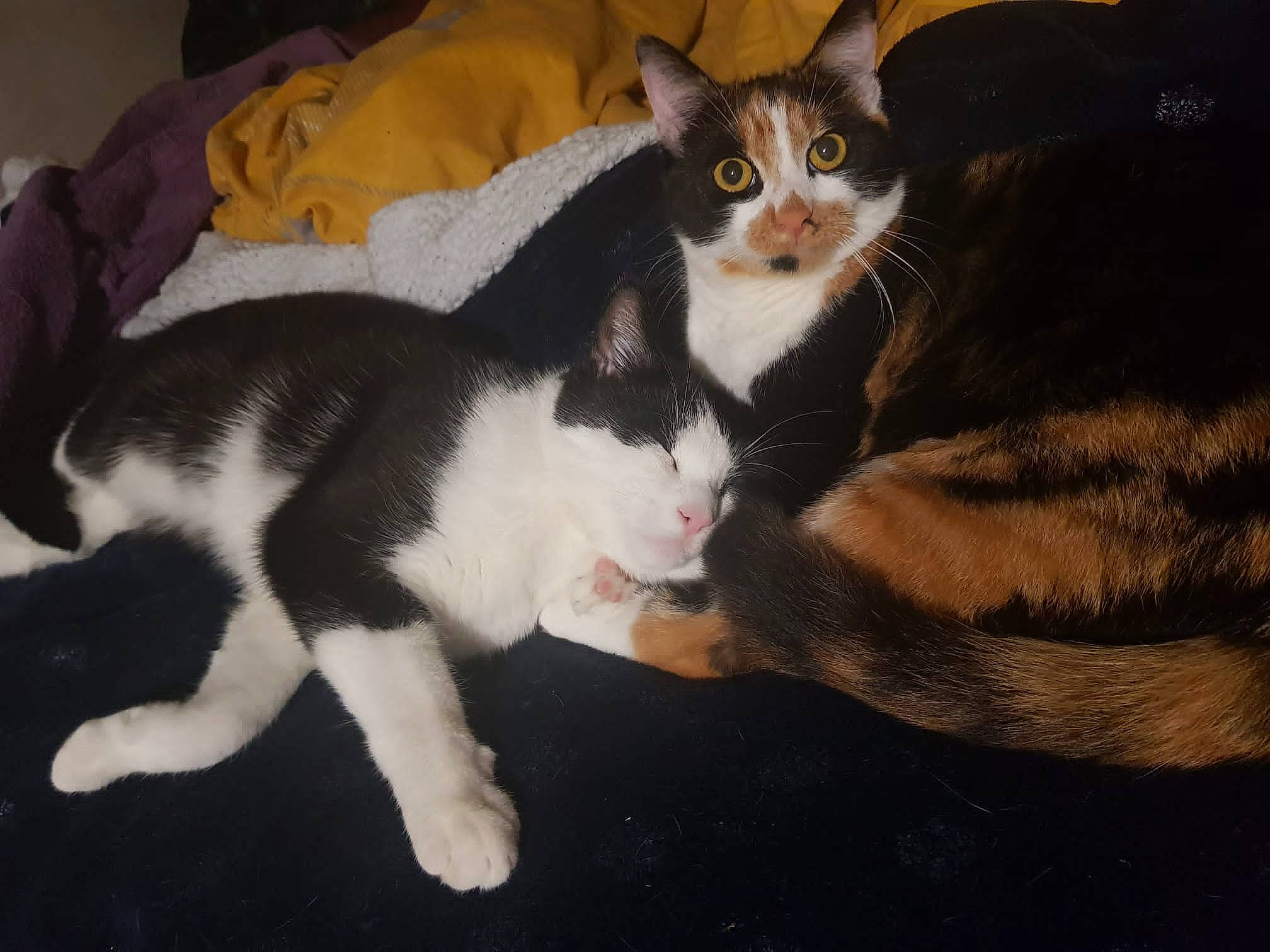 Ash joined the competition — help win amazing prizes! carnivore, cat, claw, comfort, couch, domestic_short_haired_cat, felidae, foot, fur, lap, paw, small_to_medium_sized_cats, snout, tail, whiskers