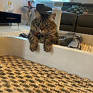 Cheerio is registered to the contest to win money with this photo: cat, collar, cozy, curious, decor, floor, furniture, glass_table, home, indoor, living_room, modern, paws, pet, pillow, relaxed, rug, sofa, tabby_cat, wooden_frame