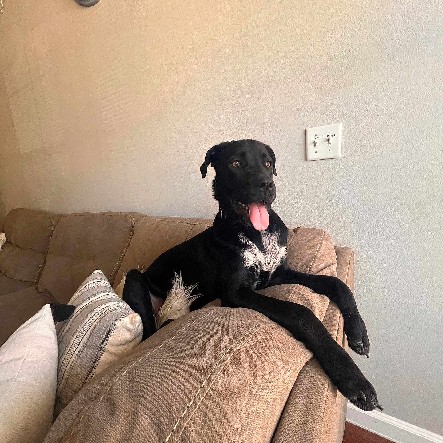 Bart is registered to the contest to win money with this photo: animal, architecture, blanket, building, canine, couch, cushion, dog, dogbed, furniture, greatdane, homedecor, indoors, interiordesign, labradorretriever, livingroom, person, pet, puppy, sitting