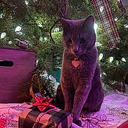 Penny joined the competition — help win amazing prizes! cat, gray_cat, christmas_tree, holiday_lights, gift_box, red_bow, ribbon, indoor, decorations, festive, pet, animal, christmas_decor, ornament, tree_branch, feline, cozy, purple_lighting, heart_collar_tag, wrapped_present