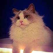 Yuzu a rejoint le concours — aidez-le/la à gagner de superbes lots ! cat, fluffy, pink_nose, ledg, blue_background, relaxed, pets, animal, feline, whiskers, cute, portrait, indoor, soft_light, paws, fur, mammal, domestic_cat, closeup, calm