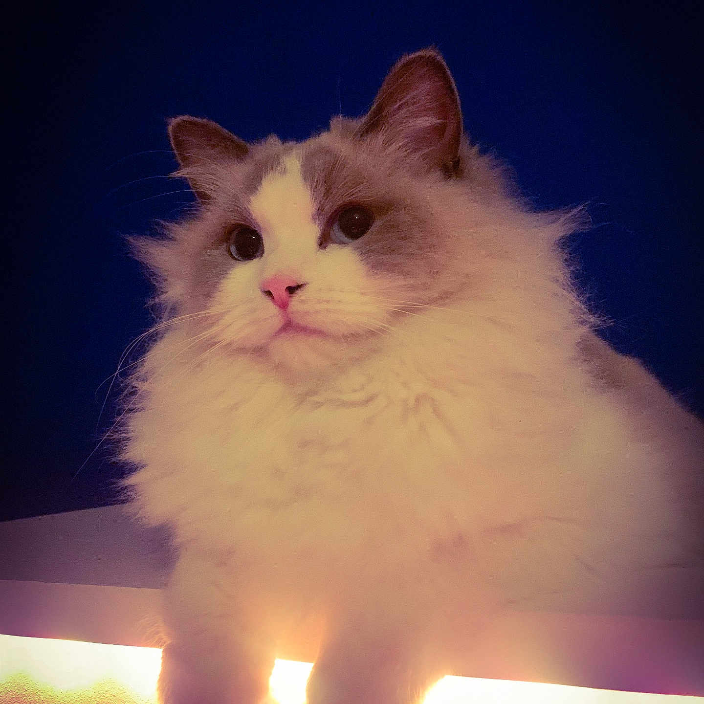 Yuzu a rejoint le concours — aidez-le/la à gagner de superbes lots ! animal, blue_background, calm, cat, closeup, cute, domestic_cat, feline, fluffy, fur, indoor, ledg, mammal, paws, pets, pink_nose, portrait, relaxed, soft_light, whiskers