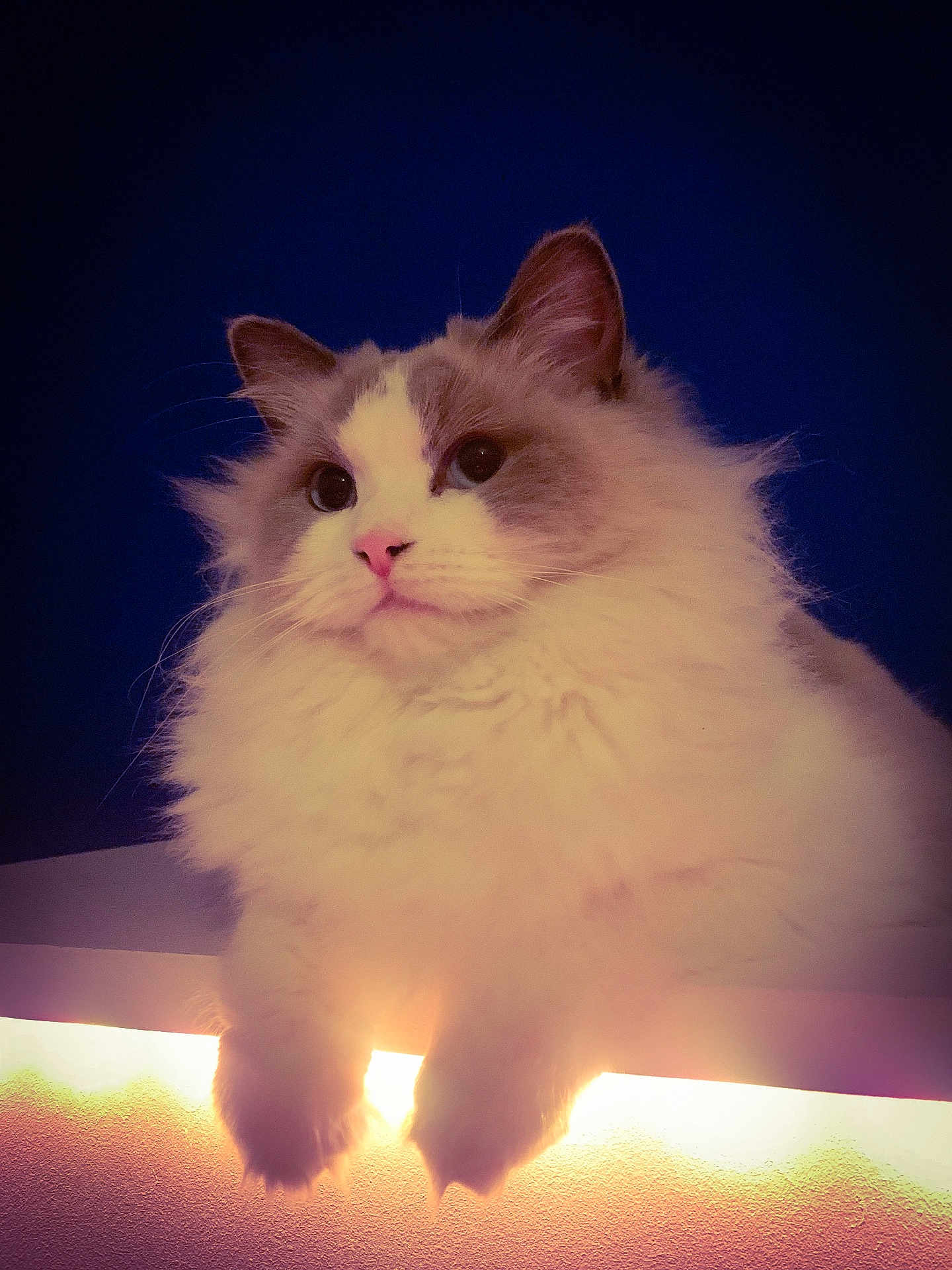 Yuzu a rejoint le concours — aidez-le/la à gagner de superbes lots ! cat, fluffy, pink_nose, ledg, blue_background, relaxed, pets, animal, feline, whiskers, cute, portrait, indoor, soft_light, paws, fur, mammal, domestic_cat, closeup, calm