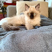 Augusto a rejoint le concours — aidez-le/la à gagner de superbes lots ! kitten, cat, blue_eyes, fluffy, fur, blanket, couch, indoor, pet, animal, relaxing, cozy, furniture, home, closeup, portrait, small_animal, cute, resting, tabby