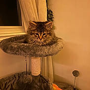 Honey Bunny is registered to the contest to win money with this photo: kitten, cat, cat_tree, furniture, indoor, pet, cozy, gray, fluffy, sleepy, window, curtain, toy, scratching_post, home, animal, cute, resting, soft, domestic