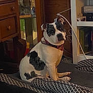 Dixie is registered to the contest to win money with this photo: dog, black_and_white, collar, bed, indoor, furniture, wooden_cabinet, shelf, cozy, pet, animal, resting, patterned_bedspread, curious, companion, domestic, cute, house, room, sitting