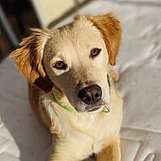 Arko participe au concours pour gagner de l'argent avec cette photo : dog, golden_retriever, puppy, pet, animal, mammal, fur, ears, nose, collar, indoor, bed, blanket, sunlight, closeup, portrait, cute, young, relaxed, face