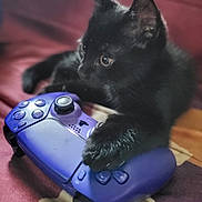 Eevee participe au concours pour gagner de l'argent avec cette photo : bed, black_cat, cat, close_up, controller, cozy, eyes, fabric, game_controller, gaming, indoor, kitten, paw, paws, pet, playful, purple_controller, relaxed, toy, whiskers
