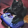bed, black_cat, cat, close_up, controller, cozy, eyes, fabric, game_controller, gaming, indoor, kitten, paw, paws, pet, playful, purple_controller, relaxed, toy, whiskers