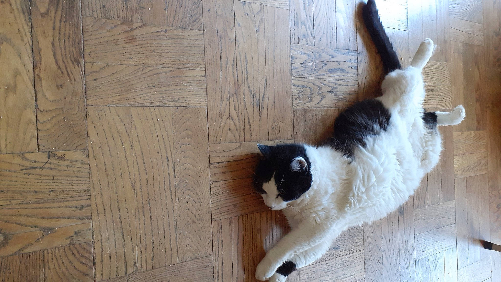 Izmir Chat De Maison a rejoint le concours — aidez-le/la à gagner de superbes lots ! carnivore, cat, companion_dog, dog_breed, domestic_short_haired_cat, fawn, felidae, floor, flooring, fur, hardwood, plank, small_to_medium_sized_cats, snout, sporting_group, tail, whiskers, window, wood, wood_stain