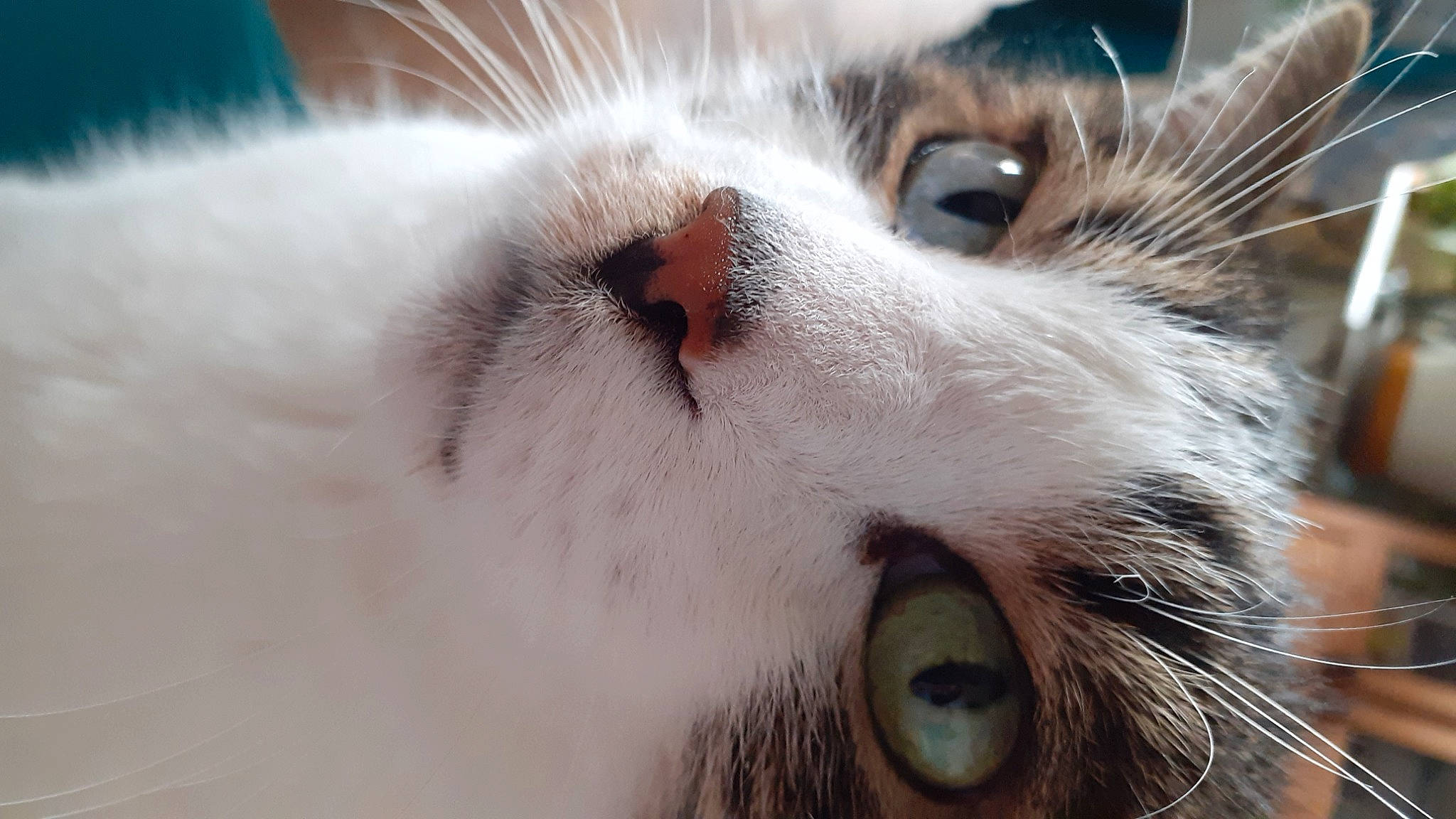 Izmir Chat De Maison