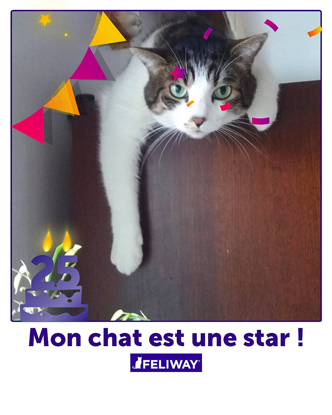 Izmir Chat De Maison a rejoint le concours — aidez-le/la à gagner de superbes lots ! carnivore, cat, cat_supply, cat_toy, domestic_short_haired_cat, felidae, font, fur, hardwood, magenta, paw, pet_supply, photo_caption, rectangle, small_to_medium_sized_cats, tail, whiskers