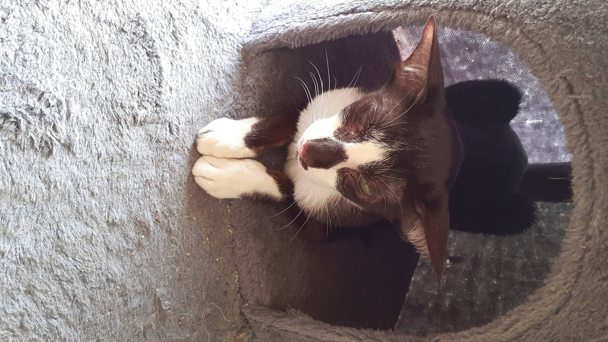 Gibelotte Orientale Bicolore