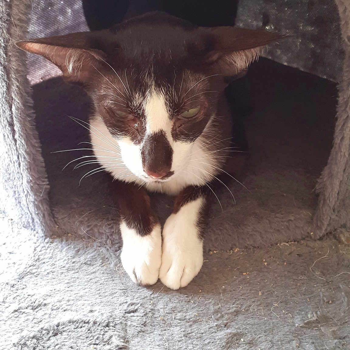 Gibelotte Orientale Bicolore