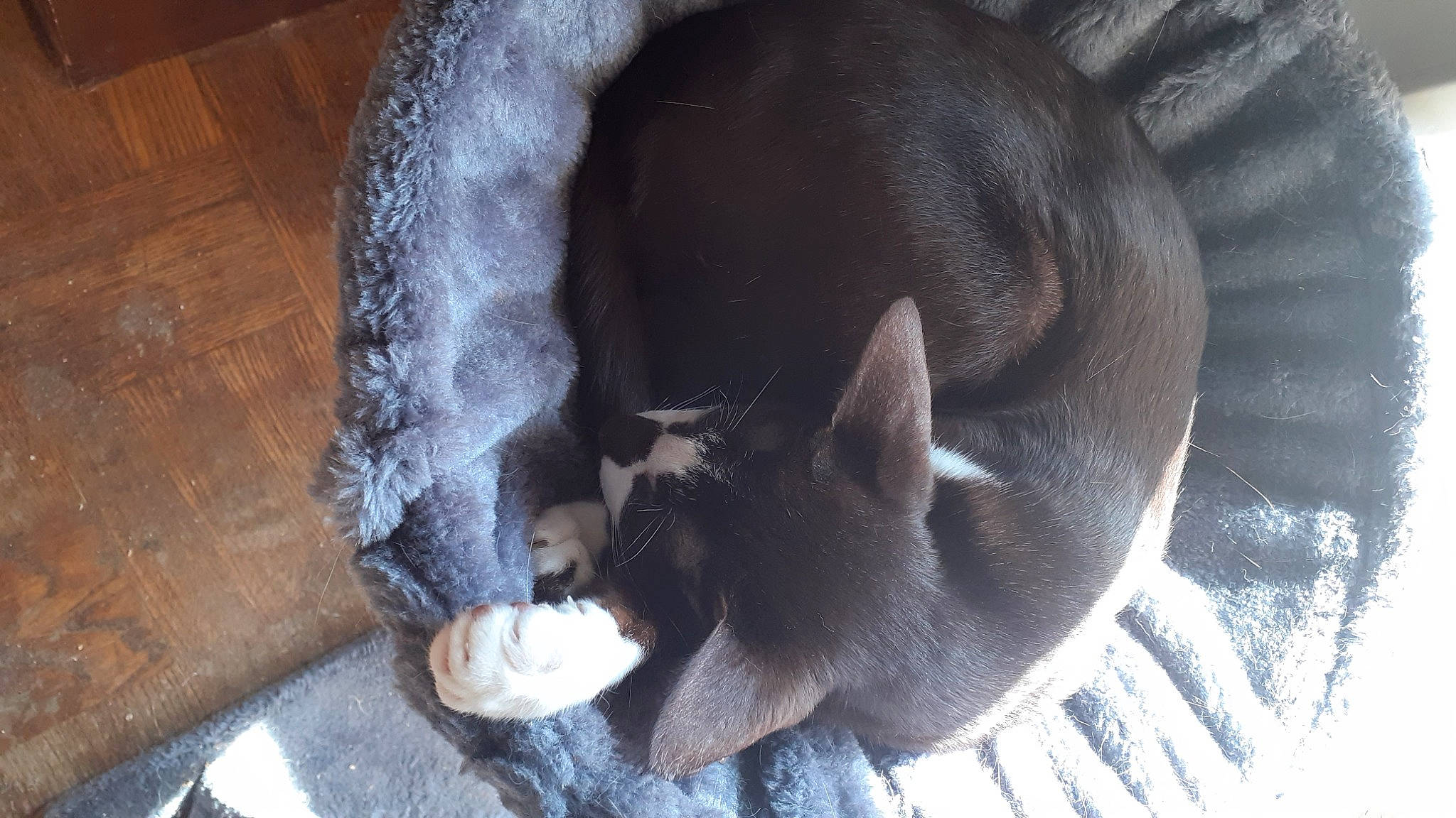 Gibelotte Orientale Bicolore a rejoint le concours — aidez-le/la à gagner de superbes lots ! canidae, carnivore, cat, cat_supply, comfort, dog_breed, domestic_short_haired_cat, fawn, felidae, fur, nap, pet_supply, small_to_medium_sized_cats, snout, sporting_group, tail, terrestrial_animal, whiskers, wood, working_animal