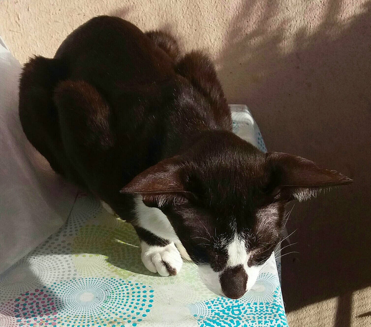 Gibelotte Orientale Bicolore a rejoint le concours — aidez-le/la à gagner de superbes lots ! carnivore, cat, cat_supply, claw, comfort, companion_dog, dog_breed, domestic_short_haired_cat, felidae, fur, linens, paw, small_to_medium_sized_cats, tail, terrestrial_animal, whiskers