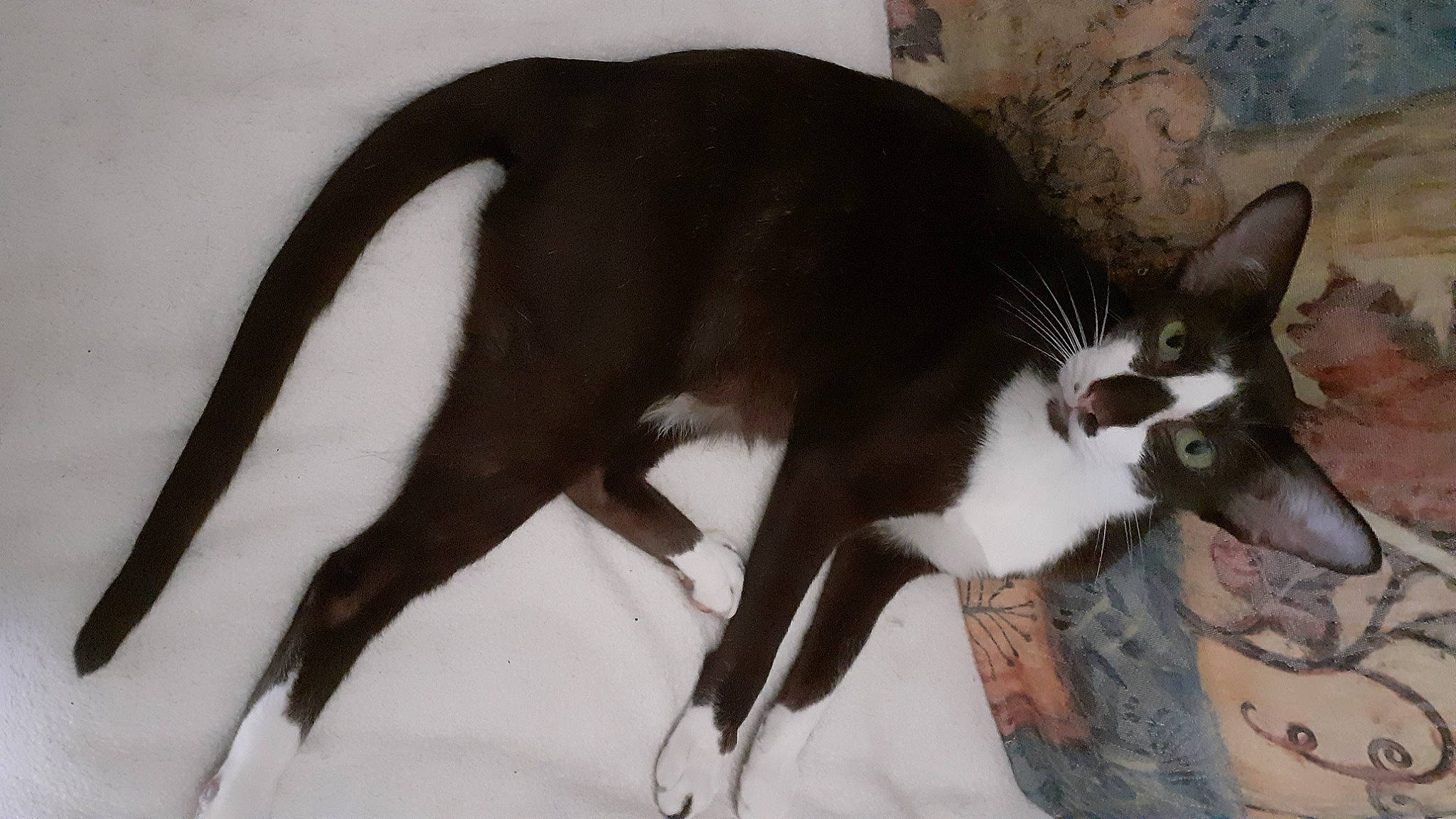 Gibelotte Orientale Bicolore participe au concours pour gagner de l'argent avec cette photo : carnivore, cat, claw, comfort, domestic_short_haired_cat, felidae, fur, paw, photo_caption, plant, small_to_medium_sized_cats, snout, tail, terrestrial_animal, whiskers