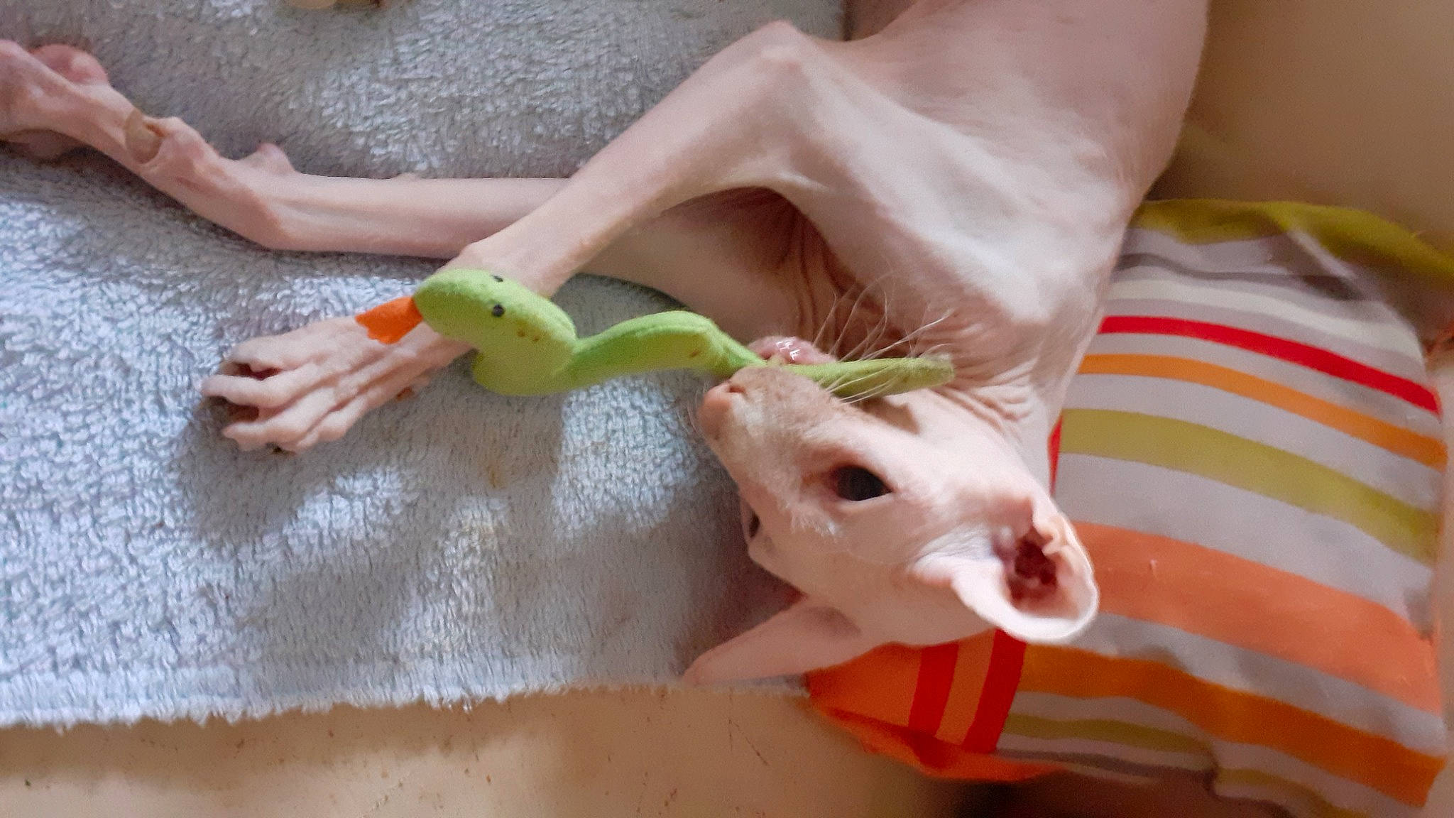 Gimmy a rejoint le concours — aidez-le/la à gagner de superbes lots ! comfort_food, fashion_accessory, fawn, finger, foot, fruit, nail, natural_foods, pedicel, peel, plant, plastic, snout, stuffed_toy, tail, thumb, toy, vegetable, vertebrate