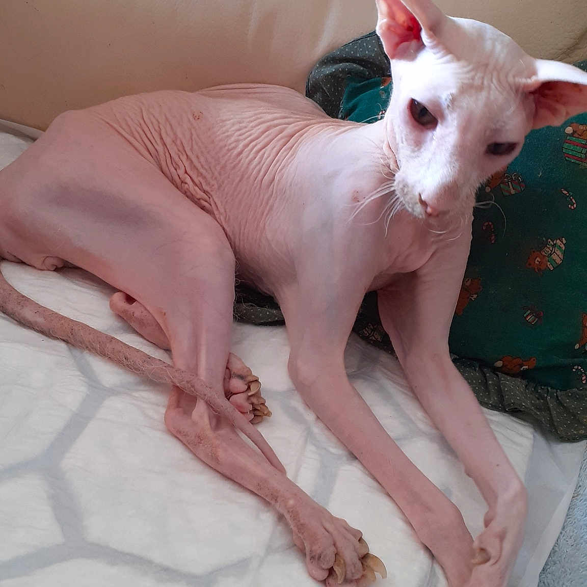 Gimmy