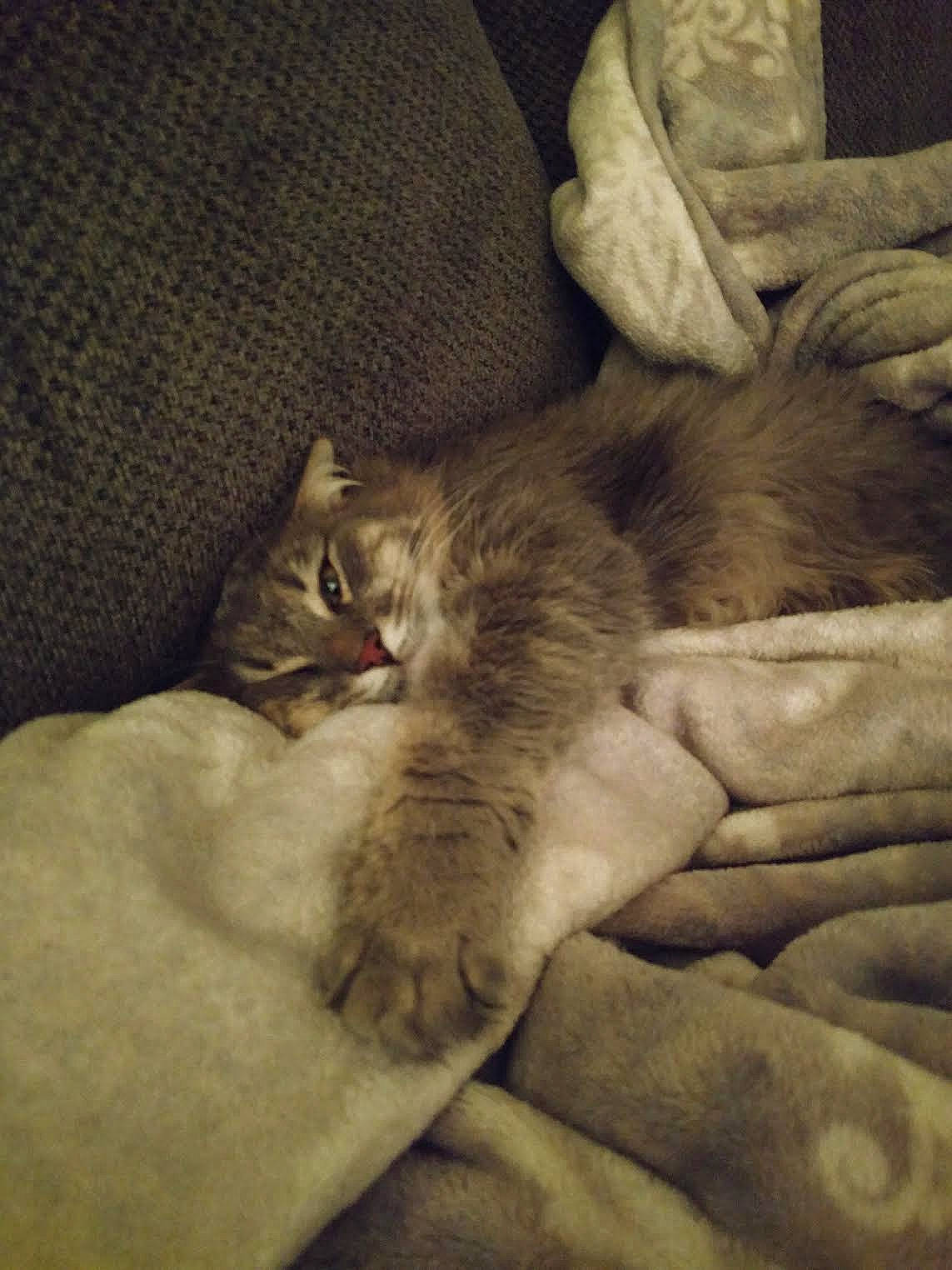 Maw Maw is registered to the contest to win money with this photo: bedding, carnivore, cat, claw, cloud, comfort, couch, domestic_short_haired_cat, felidae, fur, grey, linens, nap, paw, room, sky, small_to_medium_sized_cats, snout, tail, whiskers