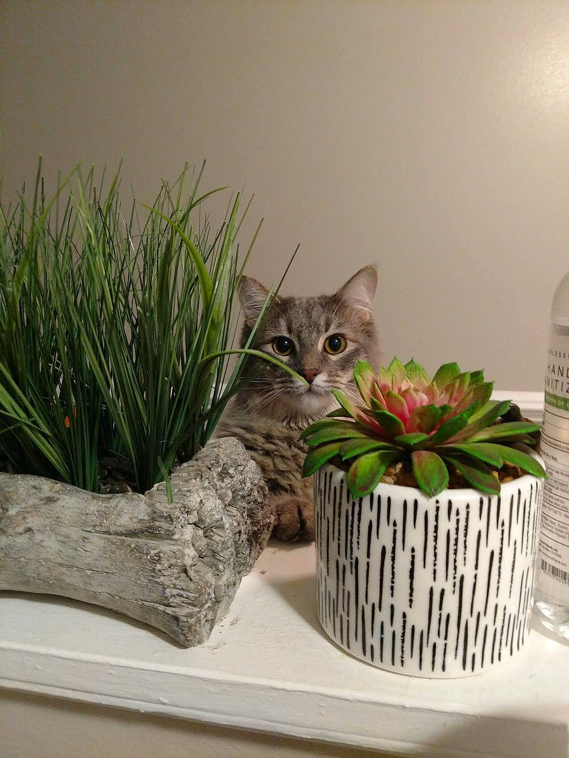 Maw Maw is registered to the contest to win money with this photo: carnivore, cat, domestic_short_haired_cat, felidae, flower, flowerpot, fur, grass, grey, herb, houseplant, plant, rectangle, room, small_to_medium_sized_cats, tail, twig, whiskers, window, wood