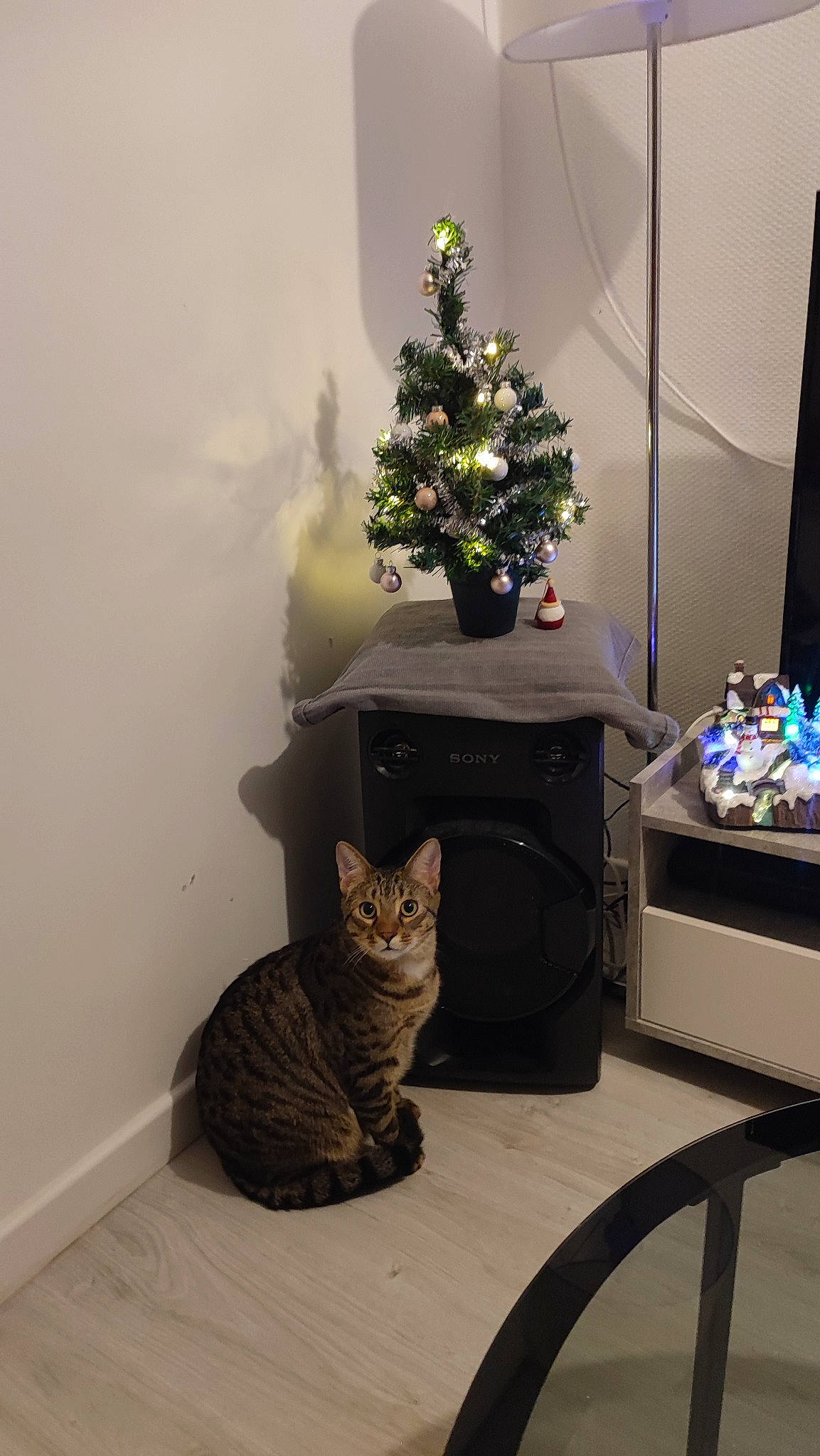 Haribo participe au concours pour gagner de l'argent avec cette photo : carnivore, cat, christmas_decoration, christmas_ornament, christmas_tree, event, evergreen, felidae, flowerpot, grey, houseplant, interior_design, ornament, plant, small_to_medium_sized_cats, table, tail, tree, whiskers, window