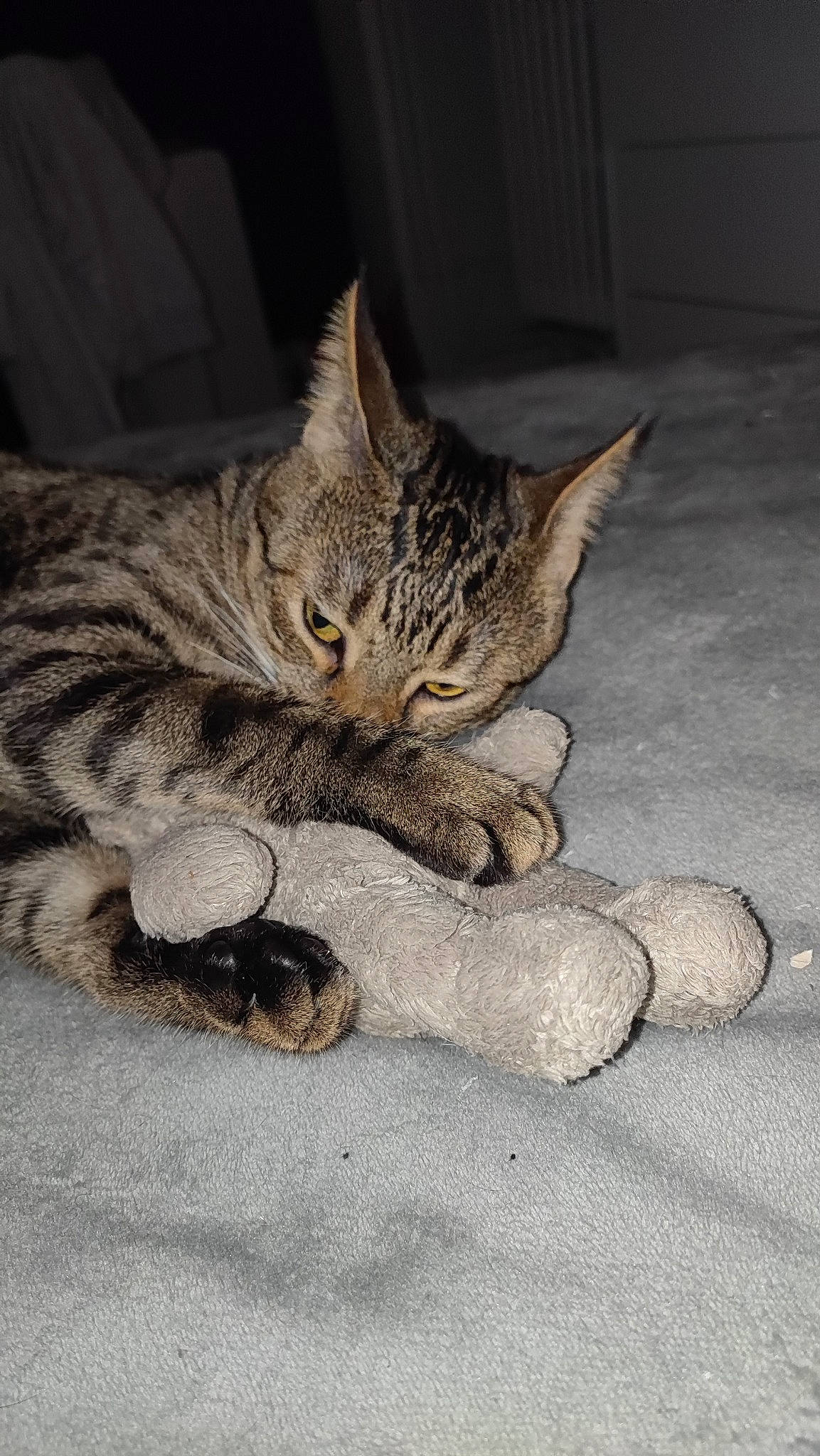 Haribo participe au concours pour gagner de l'argent avec cette photo : carnivore, cat, claw, domestic_short_haired_cat, felidae, foot, fur, paw, road_surface, sitting, small_to_medium_sized_cats, snout, tail, terrestrial_animal, whiskers, wildlife