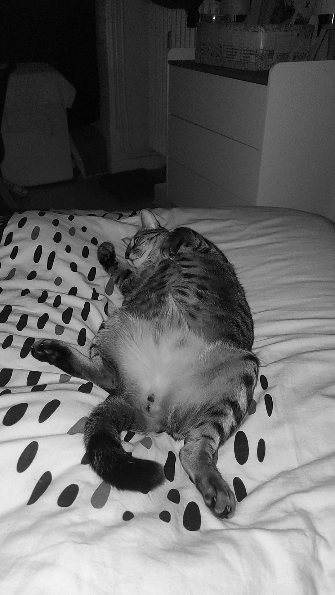 Haribo participe au concours pour gagner de l'argent avec cette photo : bed, bedding, bedroom, black, black_and_white, carnivore, cat, comfort, felidae, furniture, grey, linens, monochrome, monochrome_photography, photograph, small_to_medium_sized_cats, snapshot, textile, whiskers, white