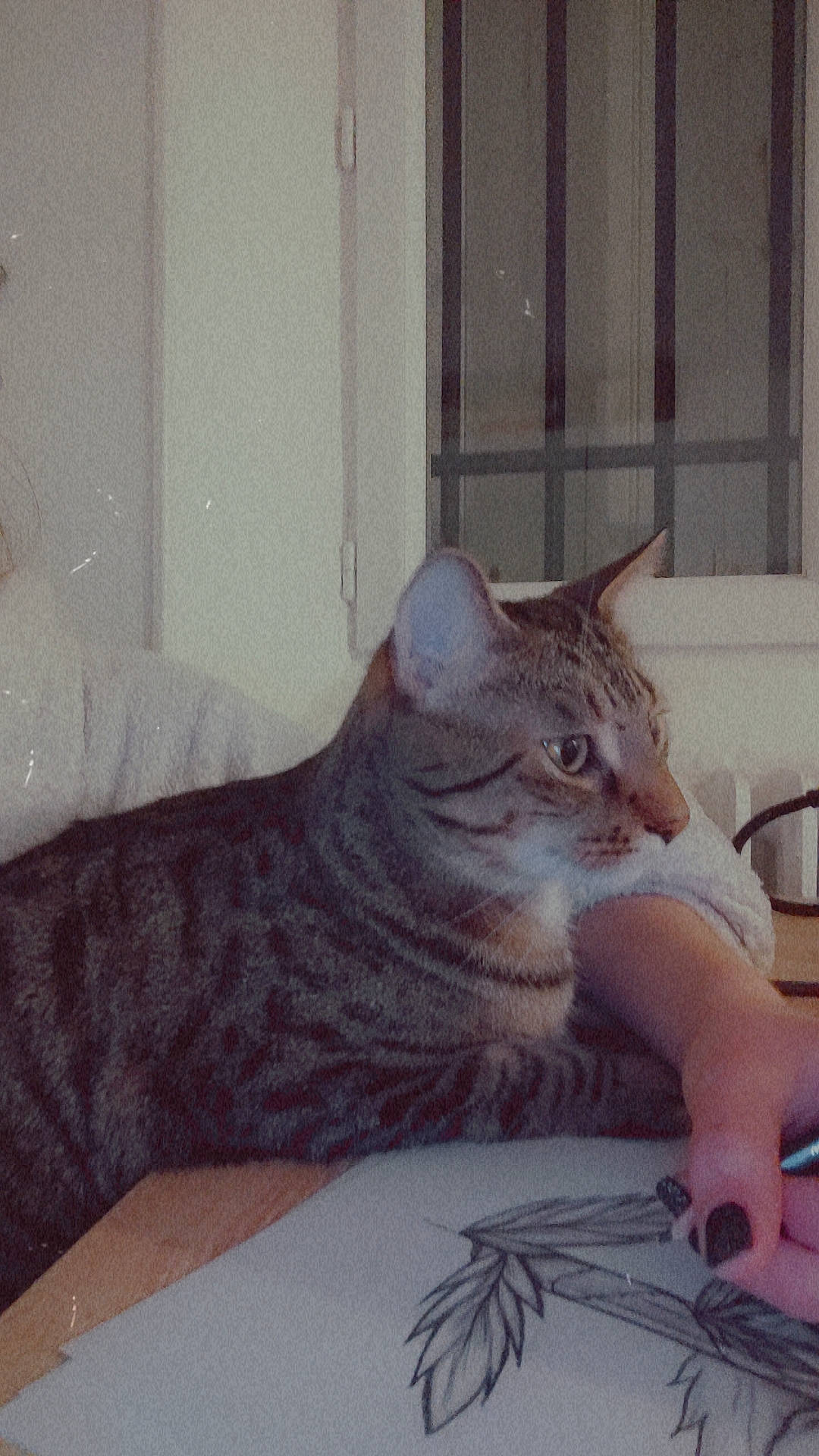 Haribo a rejoint le concours — aidez-le/la à gagner de superbes lots ! carnivore, cat, comfort, domestic_short_haired_cat, felidae, fur, metal, paw, sitting, small_to_medium_sized_cats, snout, tail, whiskers, window