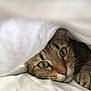 animal, blanket, cat, closeup, comfort, cozy, curious, cute, fur, green_eyes, hidden, home, indoor, paws, pet, resting, sleepy, soft, tabby, whiskers