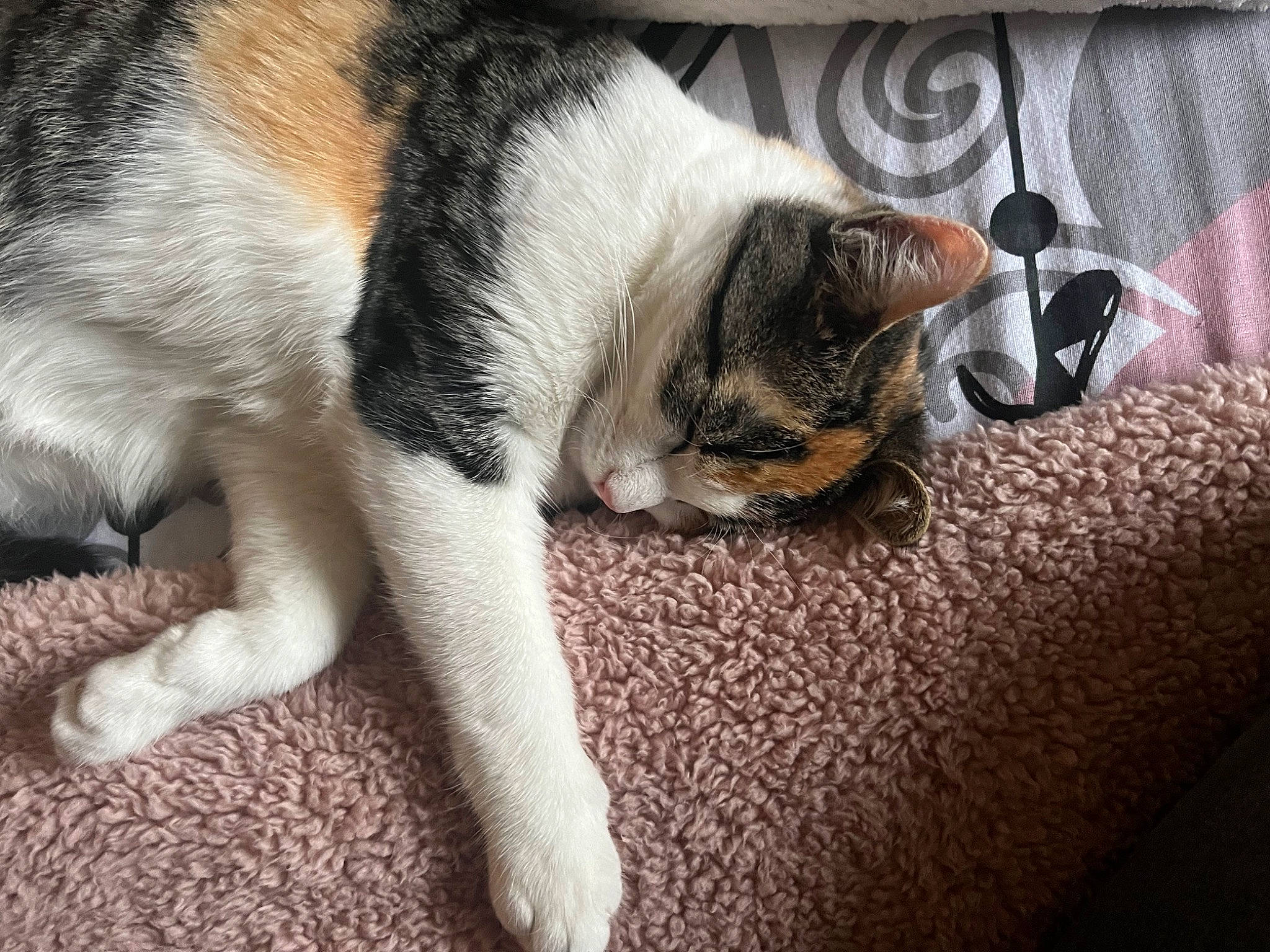 Lyzie a rejoint le concours — aidez-le/la à gagner de superbes lots ! carmine, carnivore, cat, claw, comfort, companion_dog, dog_breed, domestic_short_haired_cat, felidae, flooring, fur, nap, paw, small_to_medium_sized_cats, snout, sporting_group, tail, terrestrial_animal, whiskers, wood