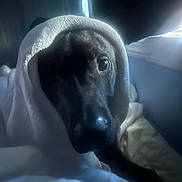 Baba is registered to the contest to win money with this photo: dog, blanket, towel, portrait, indoor, bed, cozy, dark, window_light, close_up, nose, eye, pet, canine, fabric, bedding, sleepy, wrapped, hood, soft_light
