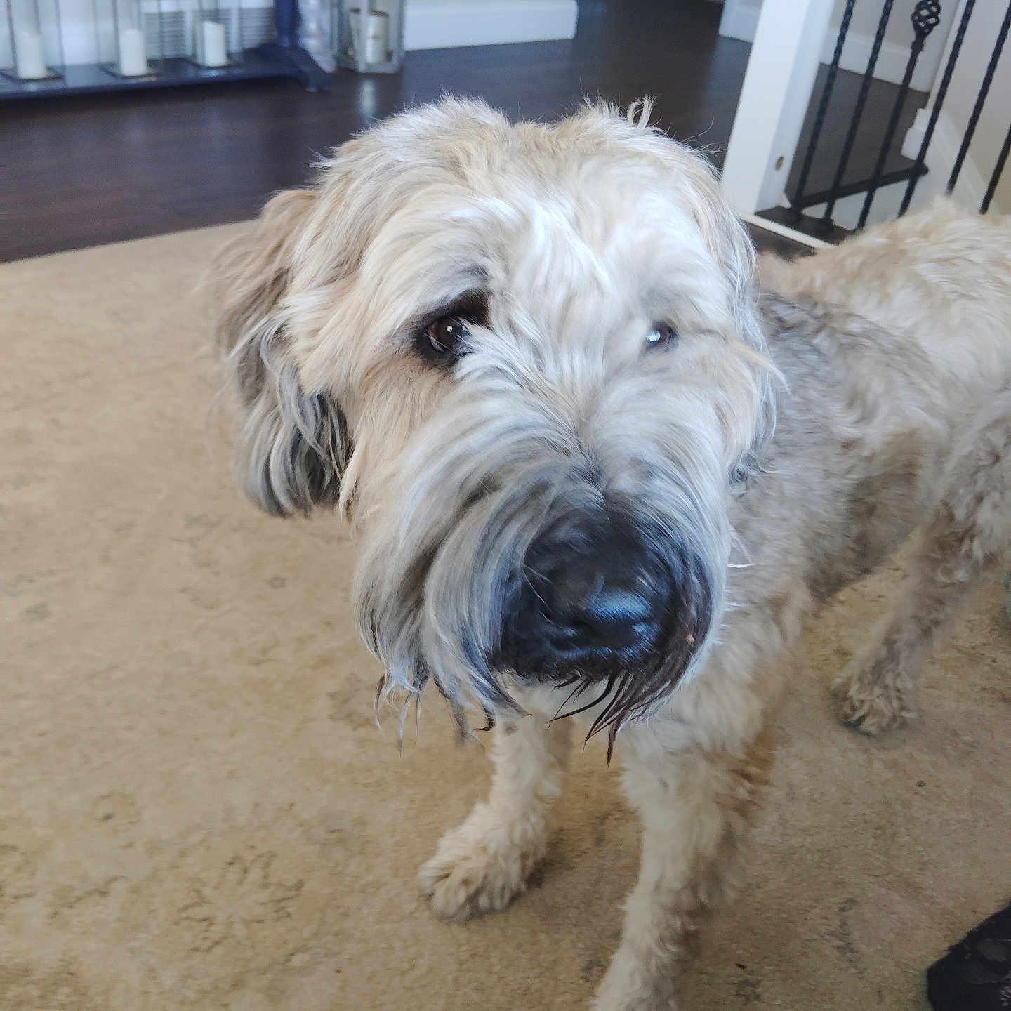 Broccoli joined the competition — help win amazing prizes! animal, candles, canine, carpet, closeup, cozy, curious, dog, domestic, floor, fur, home, household, indoor, light_colored, mammal, pet, shaggy_coat, staircase, standing
