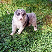 Apache participe au concours pour gagner de l'argent avec cette photo : puppy, dog, grass, outdoor, animal, cute, pet, fur, standing, greenery, nature, young, adorable, canine, spot, nose, playful, sunlight, leaf, small