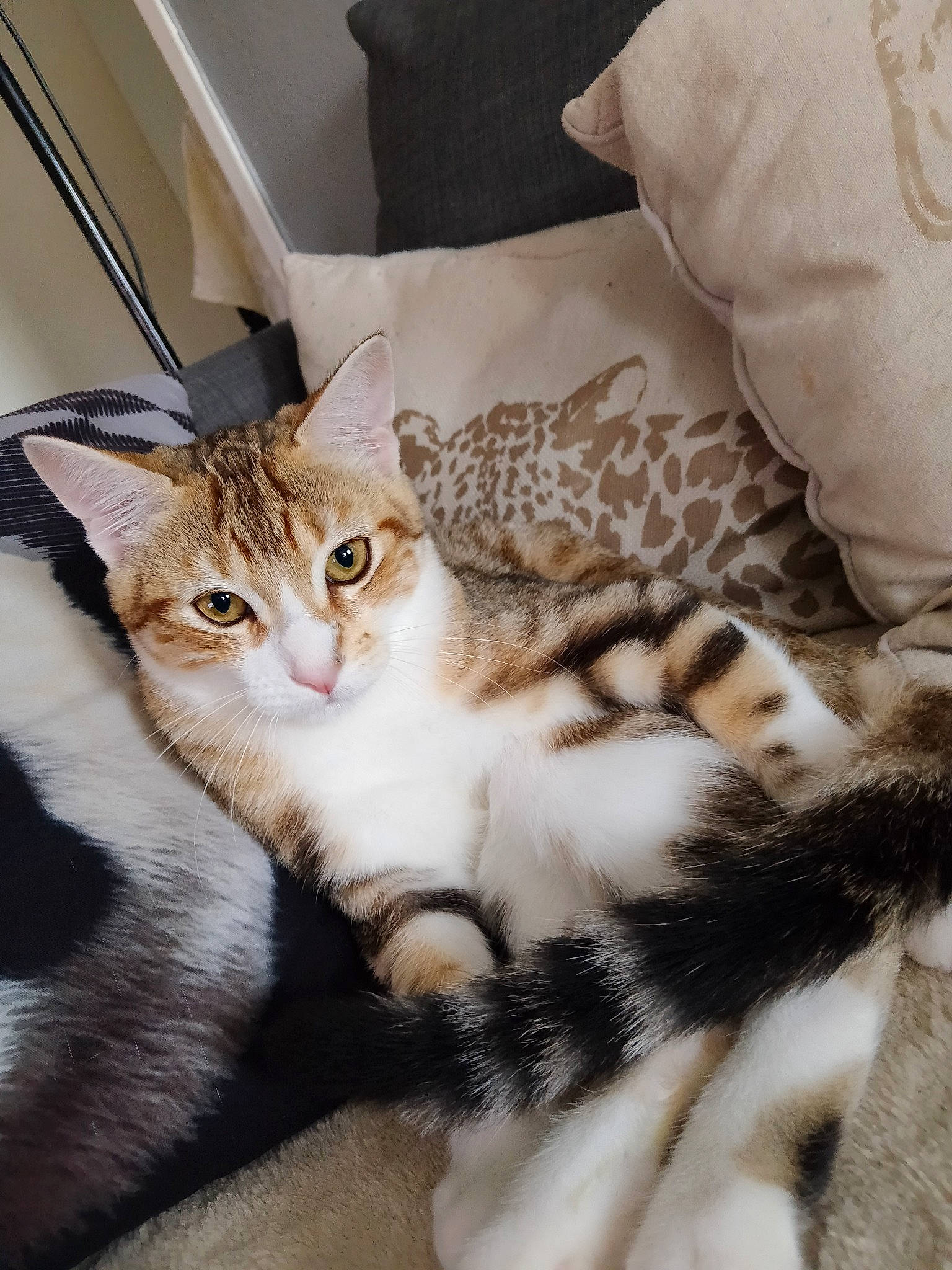 Kyky a rejoint le concours — aidez-le/la à gagner de superbes lots ! bed, bedding, carnivore, cat, claw, comfort, domestic_short_haired_cat, door, fawn, felidae, fur, linens, mammal, paw, small_to_medium_sized_cats, snout, tail, terrestrial_animal, whiskers, window