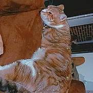 Kyky a rejoint le concours — aidez-le/la à gagner de superbes lots ! abyssinian, animal, architecture, armchair, building, cat, chair, couch, fungus, furniture, hardwood, homedecor, indoors, kitten, livingroom, manx, pet, plant, room, wood