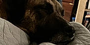 Aries is registered to the contest to win money with this photo: animal, blanket, brown, calm, closeup, comfort, cozy, dog, domestic, furniture, home, indoor, nap, pet, quiet, quilt, relaxed, resting, sleeping, soft
