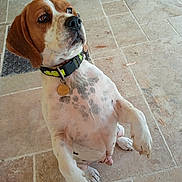 Snoopy participe au concours pour gagner de l'argent avec cette photo : dog, pet, beagle, canine, collar, indoor, tile_floor, brown, white, spotted, sitting, looking_up, ears, paw, animal, cute, domestic_animal, fur, nose, alert