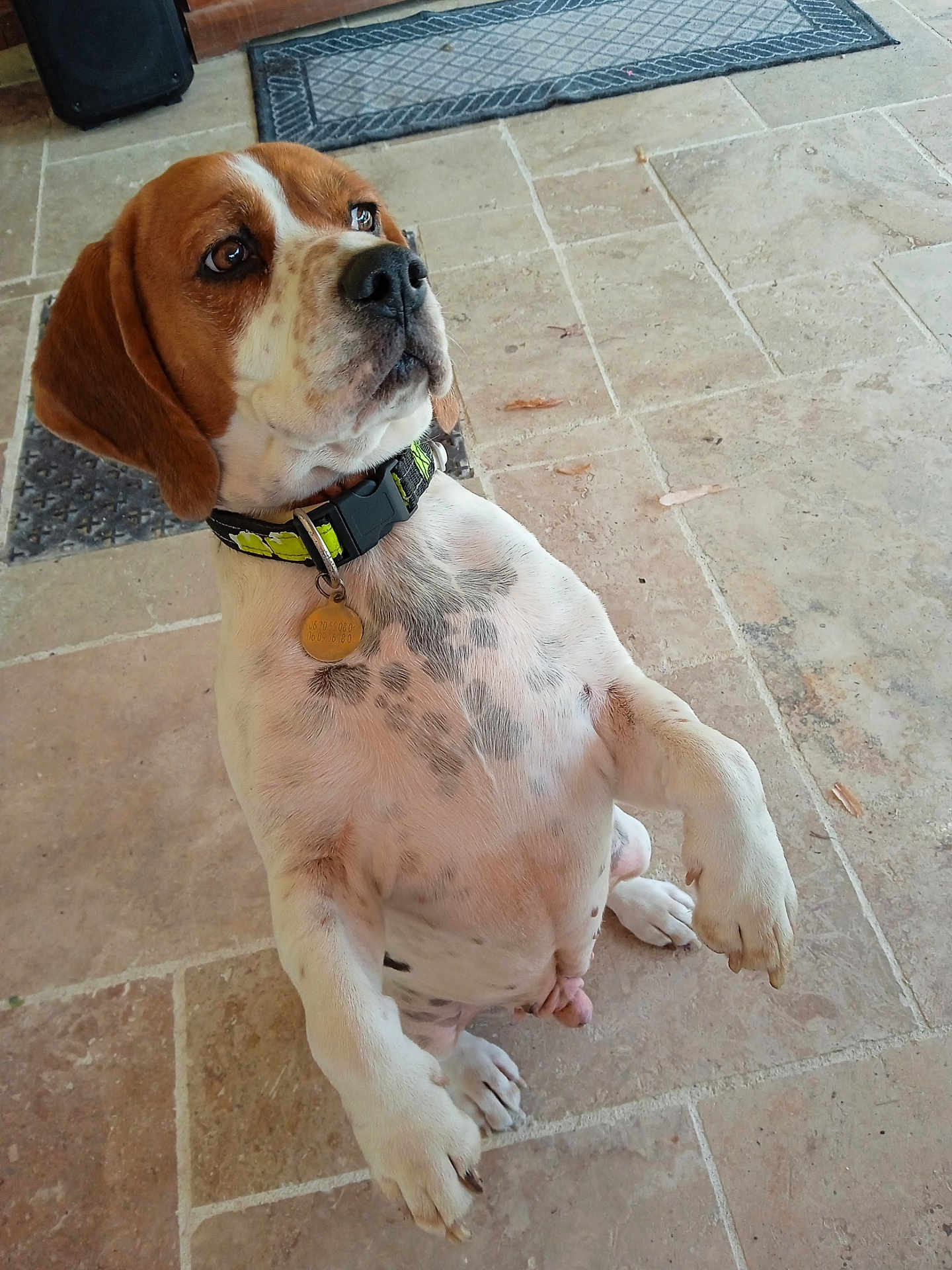 Snoopy