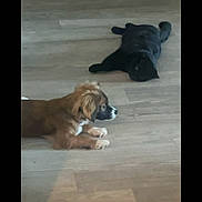 Cozmo joined the competition — help win amazing prizes! black_cat, brown_puppy, cat, collar, companion, cute, dog, domestic_animal, floor, indoor, lying_down, paws, pet, portrait, puppy, relaxed, resting, room, two_animals, wooden_floor