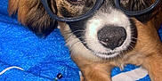 Acé joined the competition — help win amazing prizes! black_nose, blanket, blue_blanket, brown_fur, close_up, curious, dog, domestic_animal, ear, eyewear, flash, glasses, indoor, pet, portrait, puppy, red_eye, resting, whiskers, white_muzzle