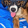 Acé joined the competition — help win amazing prizes! accessory, blue_blanket, brown_fur, close_up, cozy, dog, domestic_animal, eyes, flash_reflection, glasses, nose, paw, pet, playful, portrait, puppy, sunglasses, tongue_out, whiskers, white_muzzle