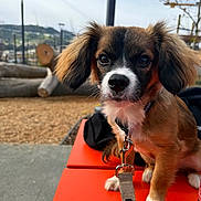 Acé joined the competition — help win amazing prizes! bench, bokeh, brown_and_white, close_up, collar, cute, dog, fur, lamp_post, leash, metal_clip, orange_bench, outdoors, park, paws, portrait, puppy, shallow_depth_of_field, sky, wood_logs
