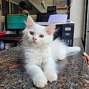 Masha joined the competition — help win amazing prizes! kitten, white_cat, cat, pet, animal, feline, indoor, countertop, office, computer, flag, curious, fluffy, resting, young_animal, closeup, domestic_cat, table, marble_surface, cute