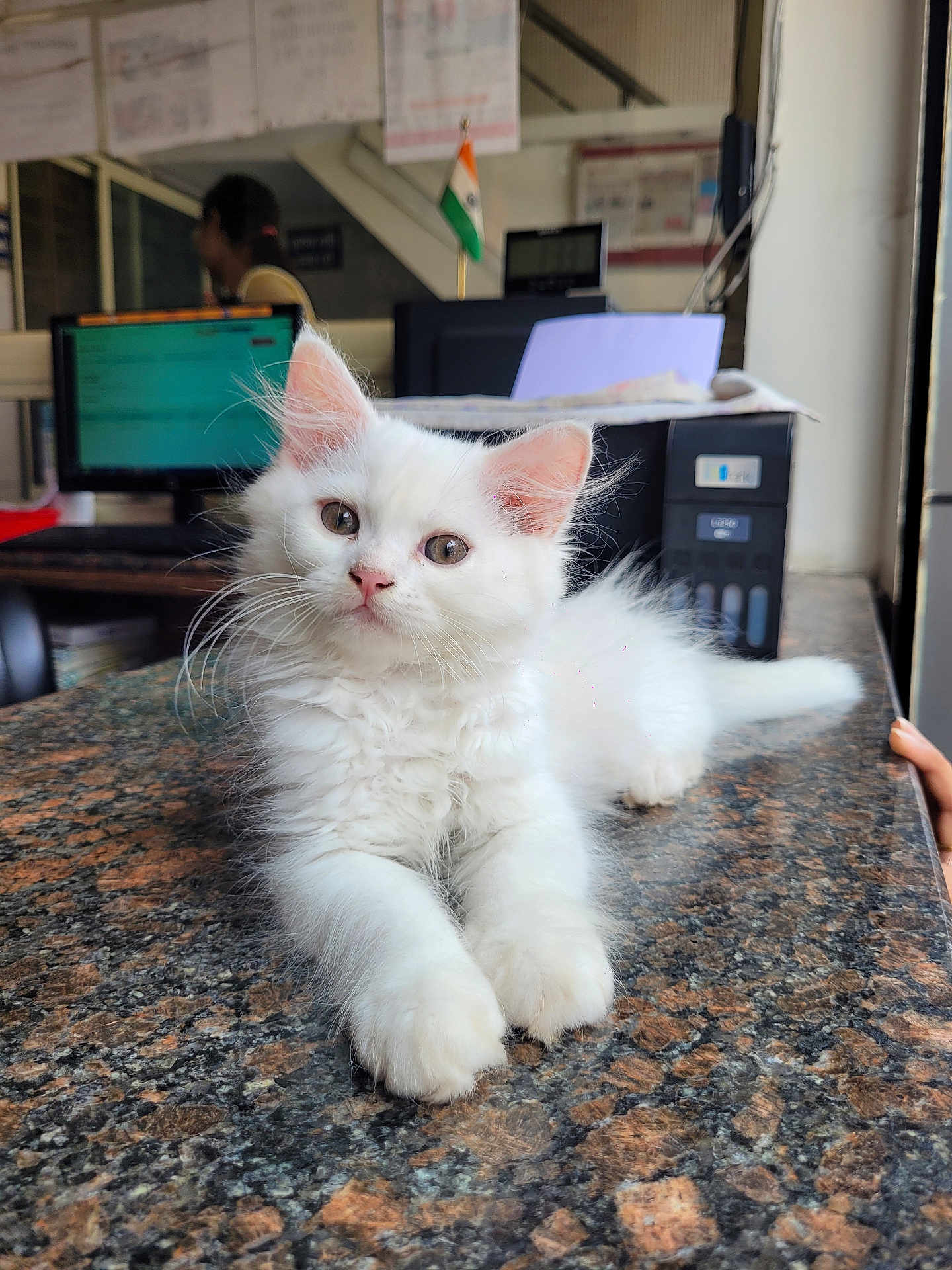 Masha joined the competition — help win amazing prizes! kitten, white_cat, cat, pet, animal, feline, indoor, countertop, office, computer, flag, curious, fluffy, resting, young_animal, closeup, domestic_cat, table, marble_surface, cute